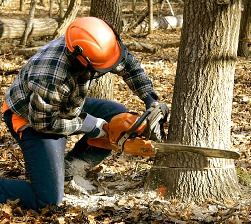 Tree Removal in Stanton, MI